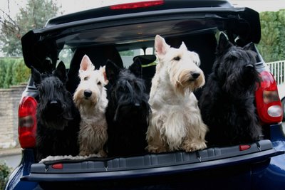 German_Scotties.jpg