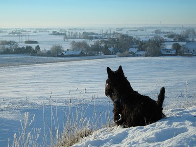 Scottish_Terrier_Sweden.jpg