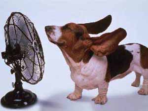 20086239360_hot_summer_dog_ears.jpg