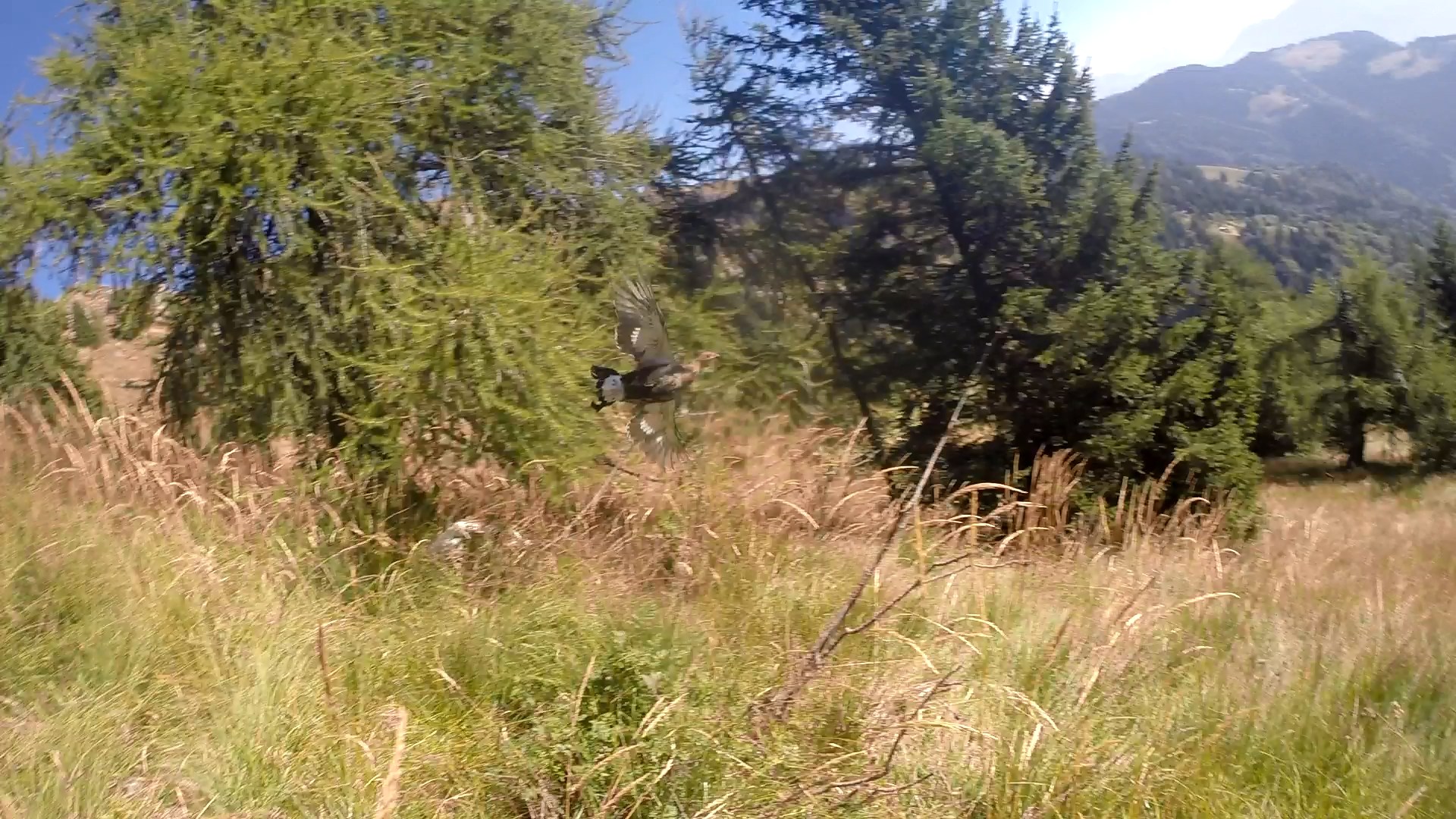 GOPR0870.MP4_snapshot_01.31_[2015.08.29_13.07.59].jpg