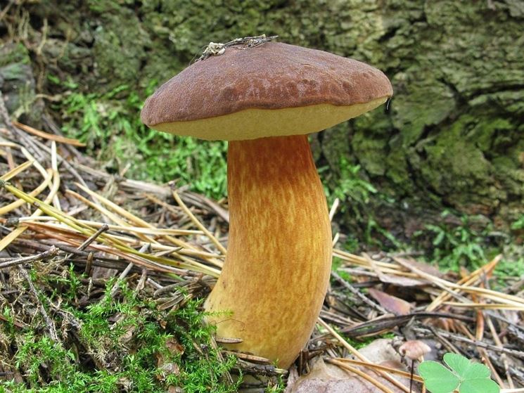 funghi-boletus_NG3.jpg